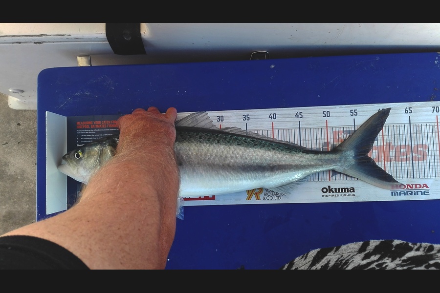 Marisa Andrews caught this 56.5cm Kahawai at Mana during The Export NZ Fishing Competition